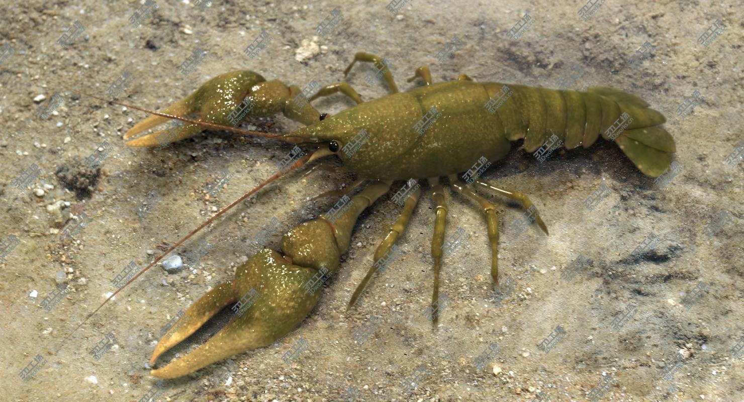 images/goods_img/2021040231/Crayfish (Animated)/1.jpg